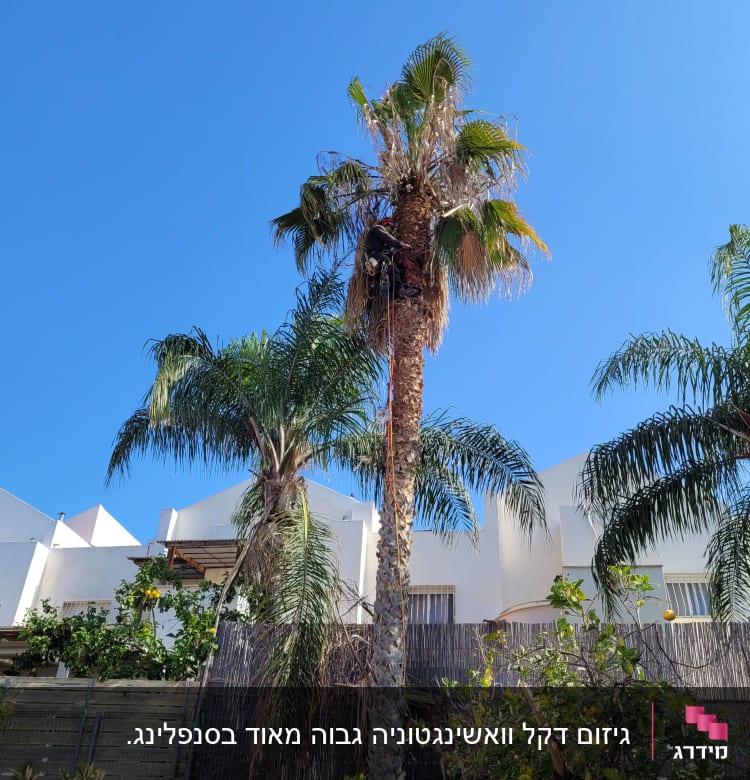 אדם גוזם עץ דקל גבוה עם ציוד טיפוס